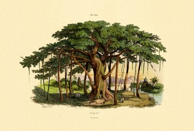Sacred Fig by French School